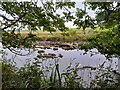 A Glimpse of the River Thurso in KW12 6XT