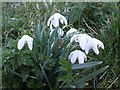 Snowdrops (Galanthus nivalis) in HP5 2UQ