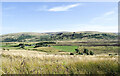 Moorland with rushes and thistles east of Whinney Fell in CA8 1LX