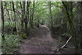 Footpath, Point Wood in TN11 9PS