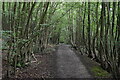 Footpath, Clearhedges Wood in TN11 9RG