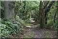 Footpath, Frith Wood in TN11 9RG