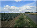 Cabbages, Beach Lane, Gosberton Fen in PE11 3QR