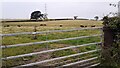 Cows in field west of Cocklakes in CA4 0BN