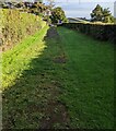 Churchyard exit path between hedges, Newchurch, Monmouthshire in NP16 6DD