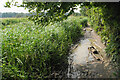 Muddy section of the Itchen Way in SO21 1SP