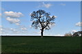 Isolated tree, Calehill Park in Little Chart