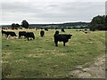 Cattle At The Grange in DL15 0BS