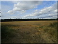 Stubble field and New Park Wood in NG22 9DE
