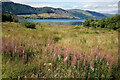 Coastal grasses and rosebay willow herb, Kintail in IV40 8HN