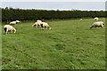 Sheep grazing above Wistlandpound Reservoir in EX31 4SW