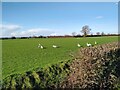 Swans Grazing on Mark Moor in TA9 4AX