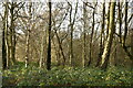 Knockmill Wood in TN15 6AN