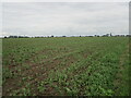 Field off Spalding Gate in PE12 6NT