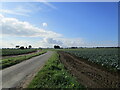 Little Lane and fields of brassicas in PE12 6RU
