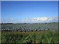 Field of cabbages off West Cob Gate in Moulton, Weston and Cowbit Ward