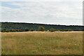 Grassland, Friston Hill in BN25 4AN