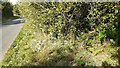 Hedgerow on NE side of road beside reservoir east of Cumwhinton in CA4 8JA