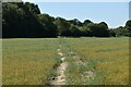 Footpath across flax field in CT21 4JN