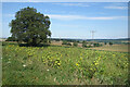 Sunflowers at Chisbury Manor Farm in SN8 3JG