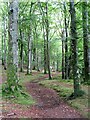 Woodland path near Gannochy Bridge in DD9 7FA