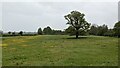 Field by the Church of the Nativity of the Blessed Virgin Mary (Madley) in HR2 9QZ