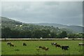 Cattle grazing, Strath Tay in PH9 0NL