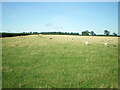 Sheep in a field near East Fleetham in NE68 7UX