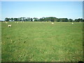Sheep in a field north of East Fleetham in NE68 7UY