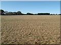 Harvested field with glasshouses in the distance in Hirst Courtney
