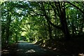 Wooded lane neat Stackpole in SA71 5DE