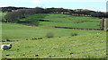 Farmland near Priestside Farm in PA13 4SL