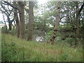 Pond near Sheepstreet Lane in TN19 7AZ