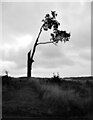 Tree, east of the Aln, Alnwick in NE66 3RE
