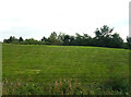 Grassland near Wishaw General Hospital in ML2 7TU