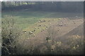 Sheep grazing on hillside in TN6 3PE