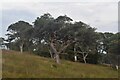 Scots Pines on Great Mell Fell in CA11 0RZ