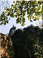 Peacock on a wall at Banwell Castle in BS29 6NX