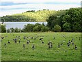 Greylag geese in a ridge and furrow field at Carsington Water in DE4 4PS