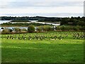 Canada geese in a field at Carsington Water in DE4 4PS