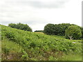 Bracken covered ground, Lochaline in PA80 5LQ