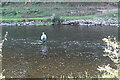 Angler in River Usk, Kemeys Commander in NP15 1PX