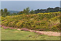 Bank of gorse on Beacon Hill in TA4 4EB