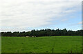 Grazing towards woodland, Weaver's Knowe in EH14 5RN