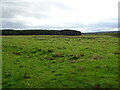 Rough grassland towards woodland, East Badallan in EH47 9DL