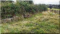 Troughs beside hedge on west side of track SE of Killiecrankie in CA1 3TB