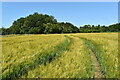 Ripening barley near Stonham Aspal Green in IP6 9TH