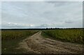 Pathway through a field seen from the Peddars Way in IP24 2RY