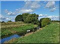 A pair of swans on The River Idle in DN22 9AA