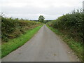 Hedge-lined minor road near to Bogbush Knowe in Arthuret